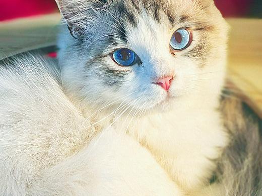 我是一条小团团