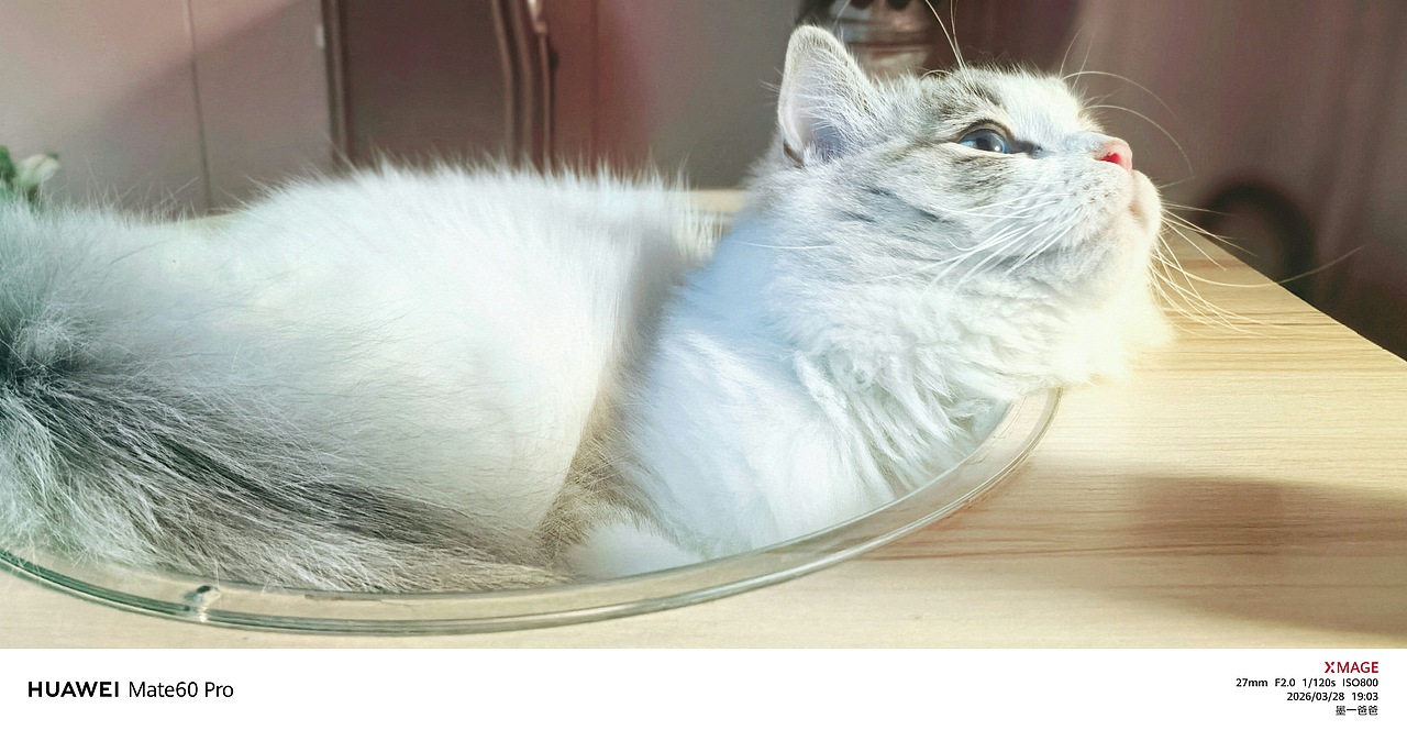 我是一条小团团（图ZNDA0ODk4MDUy） - 宠物摄影 - 站酷设计师拾光设影师原创素材 - 站酷ZCOOL