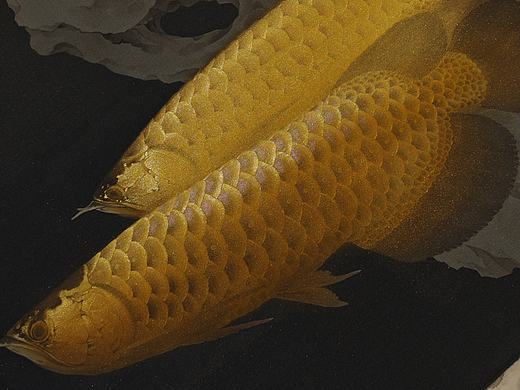 金龙鱼迭代