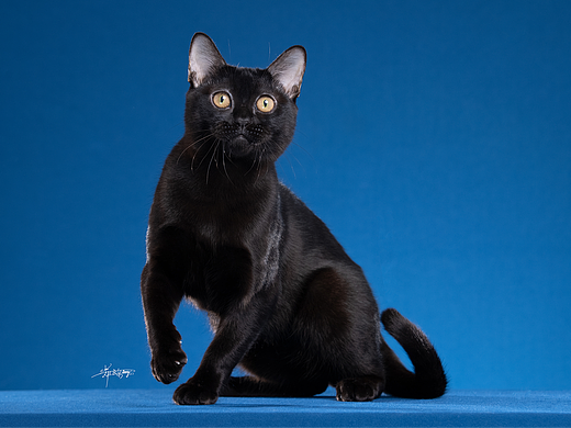 少年小黑孟买猫