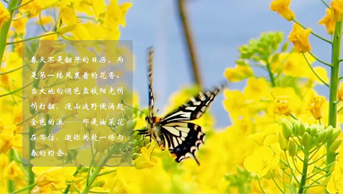 2026花田油礼探春知趣春日油菜花主题田园体验研学（图ZNDA0OTc5MzQ4） - 文案/策划 - 站酷设计师精英策划圈可分享原创素材 - 站酷ZCOOL