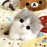 LurkRay的头像