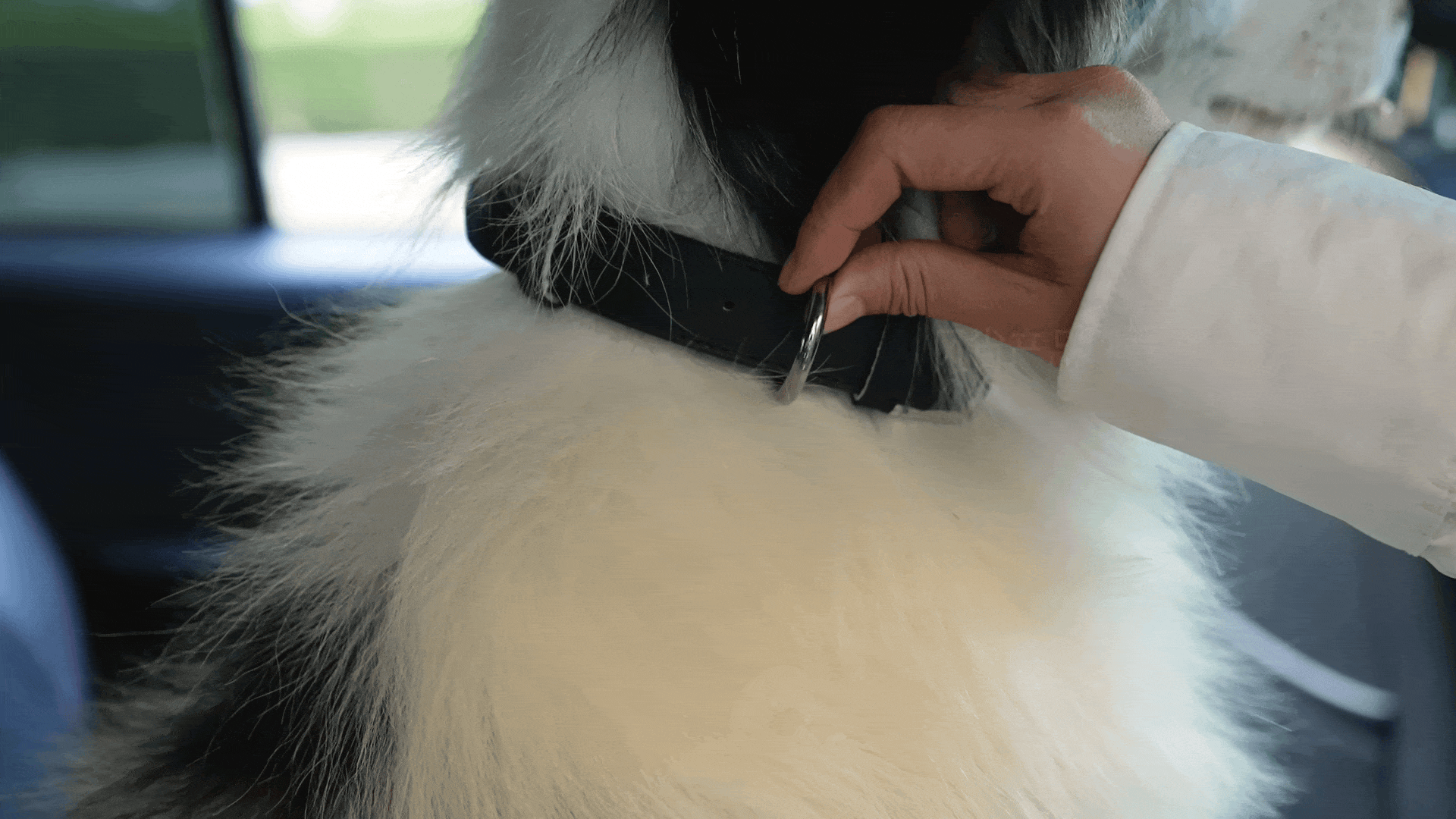宠物车载安全绳视频丨宠物产品拍摄丨亚马逊宠物牵引绳（图ZNDA1MDA5NTA0） - 产品摄影 - 站酷设计师宠物产品摄影原创素材 - 站酷ZCOOL
