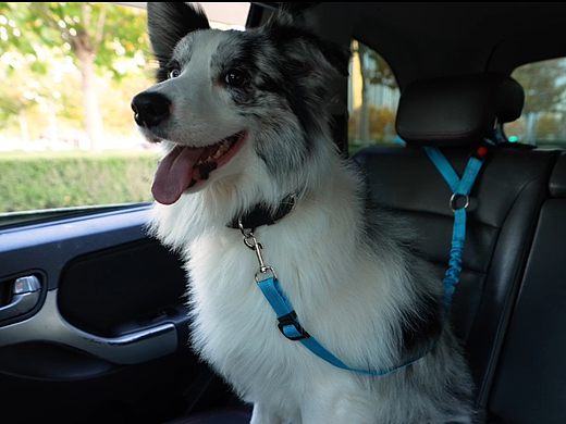 宠物车载安全绳视频丨宠物产品拍摄丨亚马逊宠物牵引绳