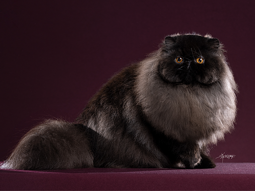 高雅的黑色波斯猫