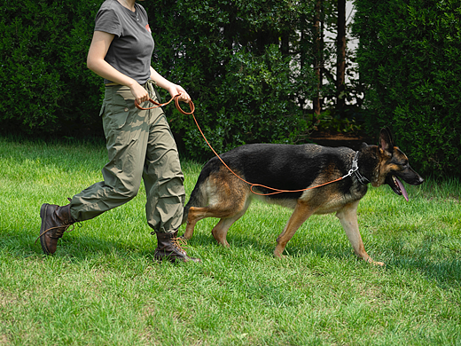 宠物牵引绳视频丨亚马逊宠物产品拍摄丨产品视频拍摄