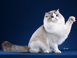 美丽天使布偶猫