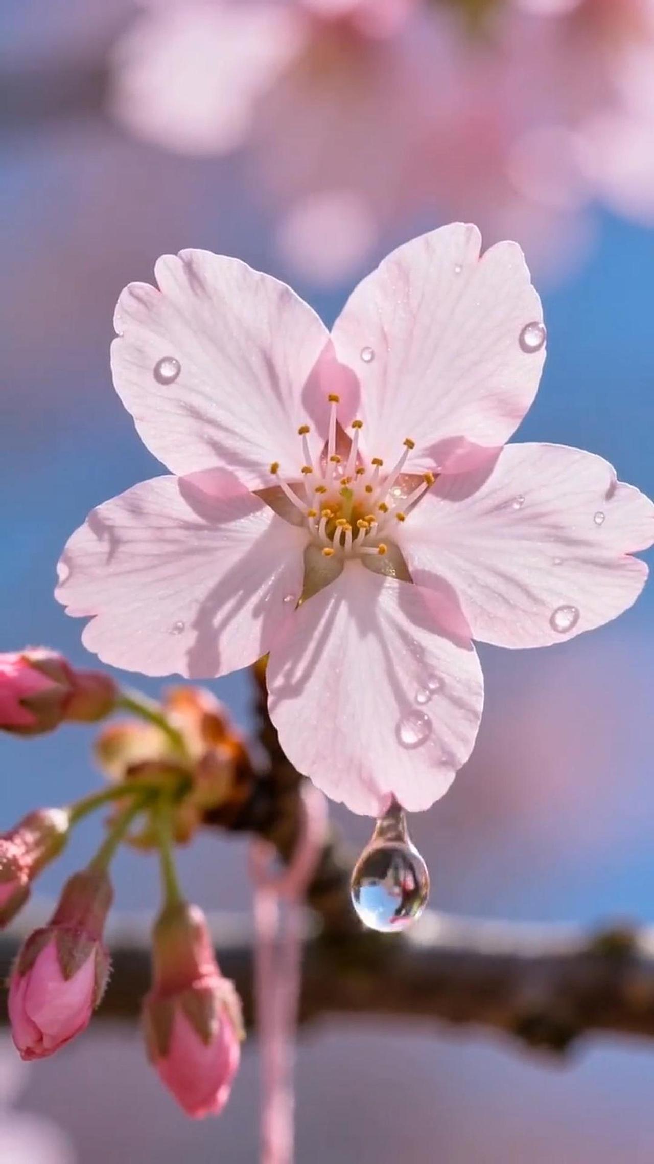 視頻制作丨春日櫻花綻放（圖ZNDA1MDUyNzQw） - AI作品 - 站酷設(shè)計師又釉設(shè)計原創(chuàng)素材 - 站酷ZCOOL