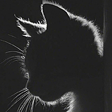 小猫造视的头像