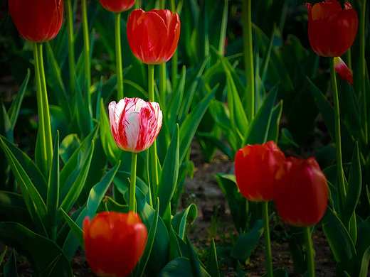 春信（個(gè)人主頁-ZNzM0MTIzMzY=） - 風(fēng)光攝影 - 站酷設(shè)計(jì)師Z681121137原創(chuàng)素材 - 站酷ZCOOL