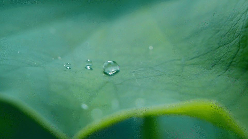 电商厨具视频拍摄｜中康二代荷叶仿生不粘铁锅 X BOYA（图ZNDA1MDk2ODIw） - 短片 - 站酷设计师柏亚视觉摄影原创素材 - 站酷ZCOOL