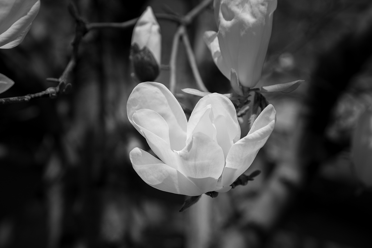 黑白玉兰（图ZNDA1MDk2OTU2） - 风光摄影 - 站酷设计师见丰摄影原创素材 - 站酷ZCOOL