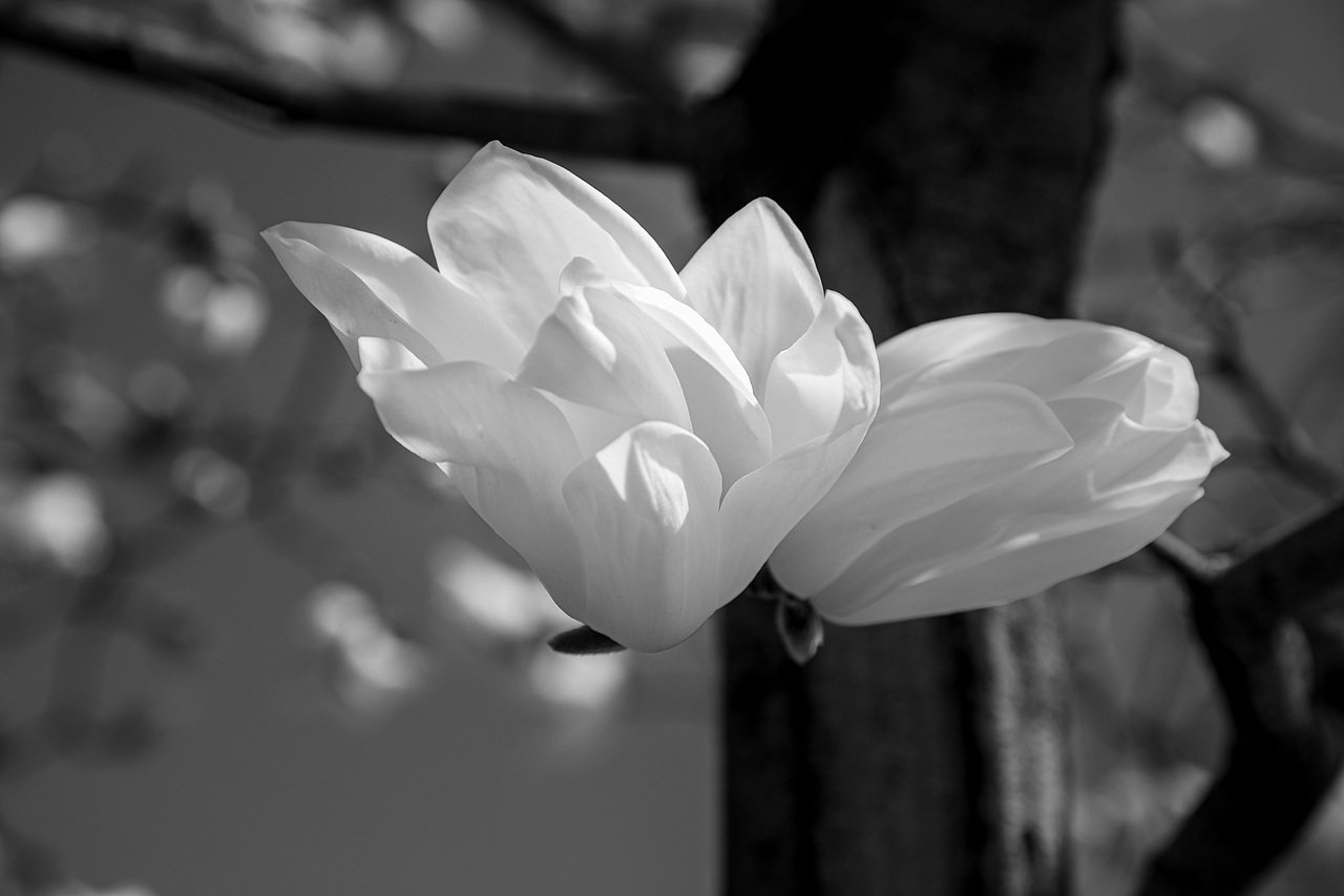 黑白玉兰（图ZNDA1MDk2OTcy） - 风光摄影 - 站酷设计师见丰摄影原创素材 - 站酷ZCOOL