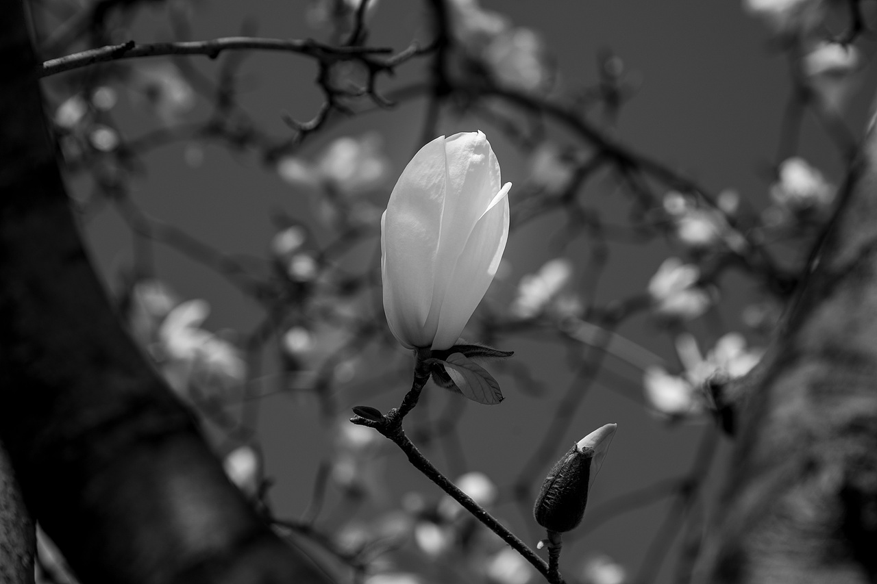 黑白玉兰（图ZNDA1MDk2OTY0） - 风光摄影 - 站酷设计师见丰摄影原创素材 - 站酷ZCOOL