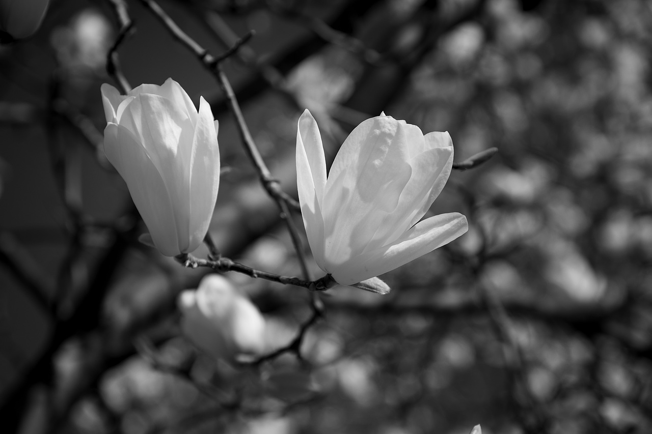 黑白玉兰（图ZNDA1MDk2OTQw） - 风光摄影 - 站酷设计师见丰摄影原创素材 - 站酷ZCOOL
