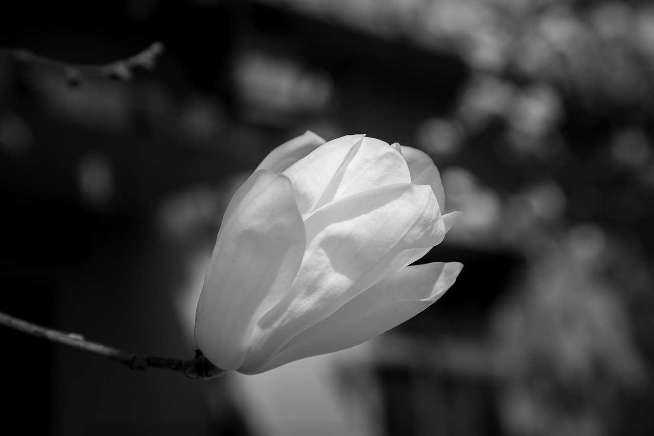 黑白玉兰（图ZNDA1MDk2OTUy） - 风光摄影 - 站酷设计师见丰摄影原创素材 - 站酷ZCOOL