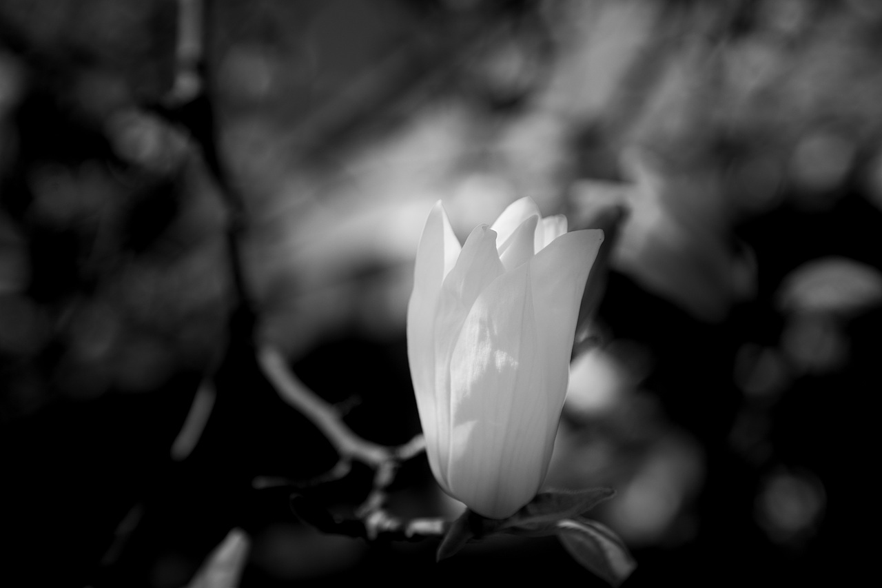 黑白玉兰（图ZNDA1MDk2OTYw） - 风光摄影 - 站酷设计师见丰摄影原创素材 - 站酷ZCOOL
