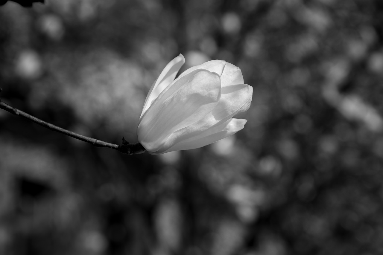 黑白玉兰（图ZNDA1MDk2OTM2） - 风光摄影 - 站酷设计师见丰摄影原创素材 - 站酷ZCOOL