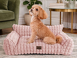 AI視頻｜跨境寵物狗墊生日系列