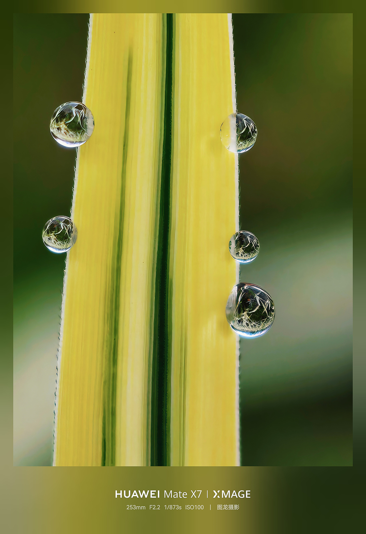 水珠为舞台，虫儿当主角，晨露微观世界揭秘（图ZNDA1MTQyNzMy） - 其他摄影 - 站酷设计师图龙摄影原创素材 - 站酷ZCOOL