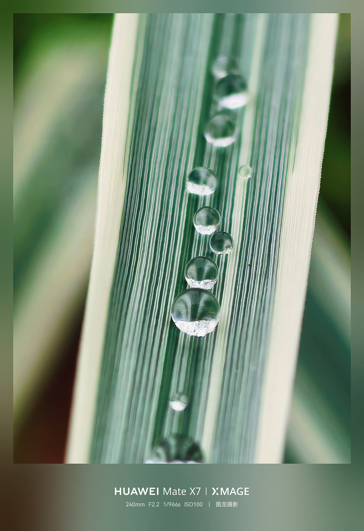 水珠为舞台，虫儿当主角，晨露微观世界揭秘（图ZNDA1MTQyNzM2） - 其他摄影 - 站酷设计师图龙摄影原创素材 - 站酷ZCOOL