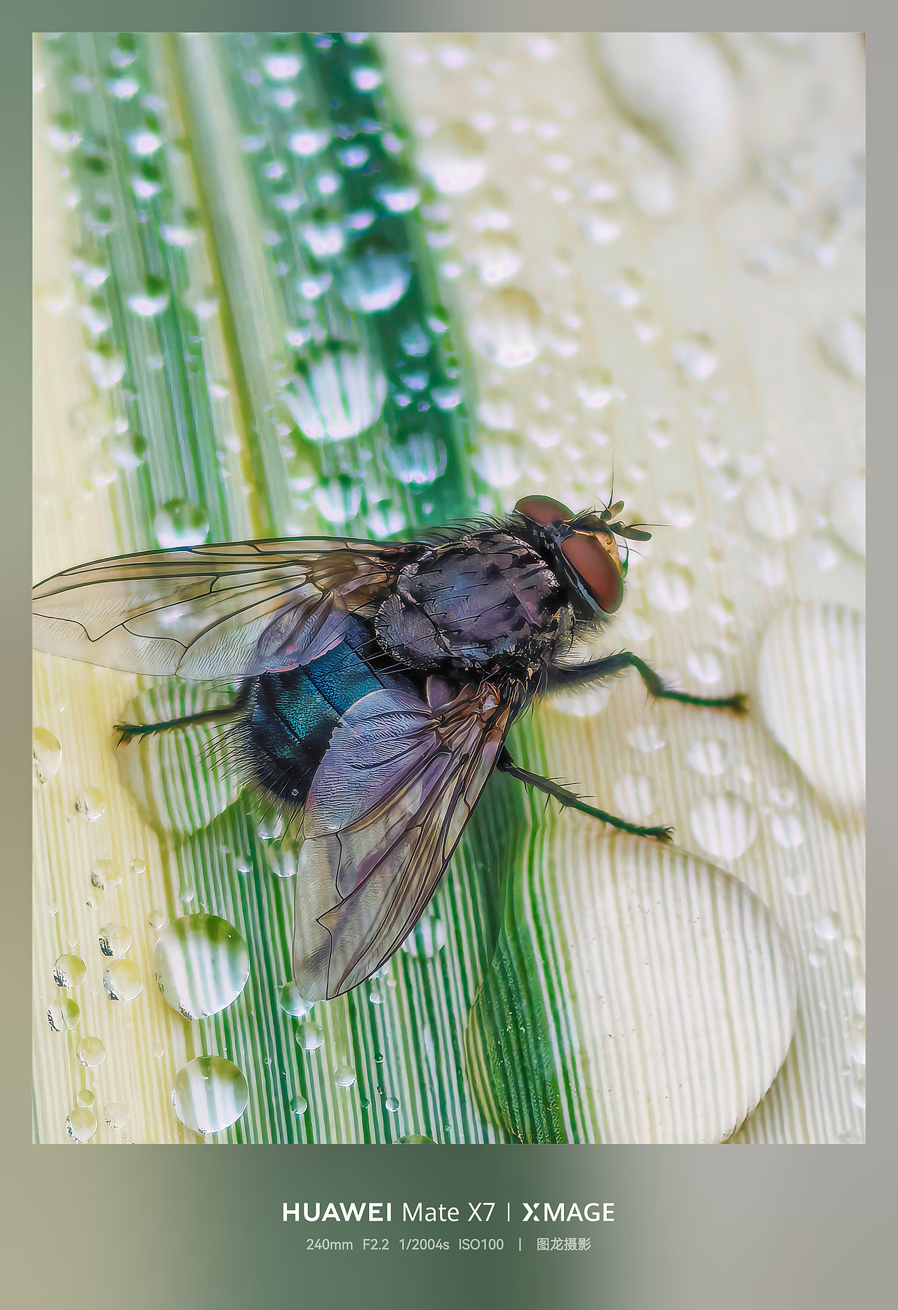 水珠为舞台，虫儿当主角，晨露微观世界揭秘（图ZNDA1MTQyNzYw） - 其他摄影 - 站酷设计师图龙摄影原创素材 - 站酷ZCOOL