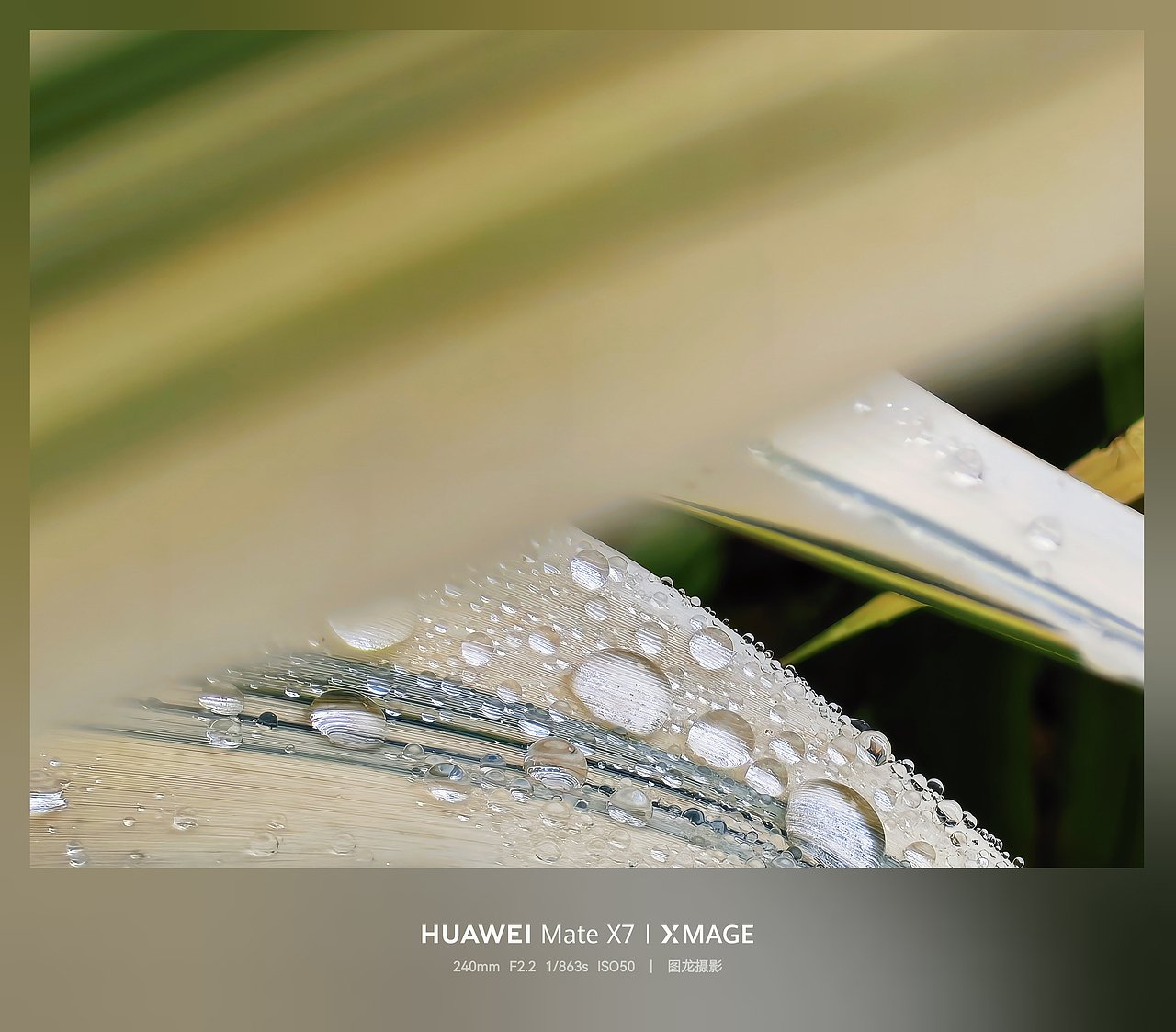 水珠为舞台，虫儿当主角，晨露微观世界揭秘（图ZNDA1MTQyNzQ0） - 其他摄影 - 站酷设计师图龙摄影原创素材 - 站酷ZCOOL