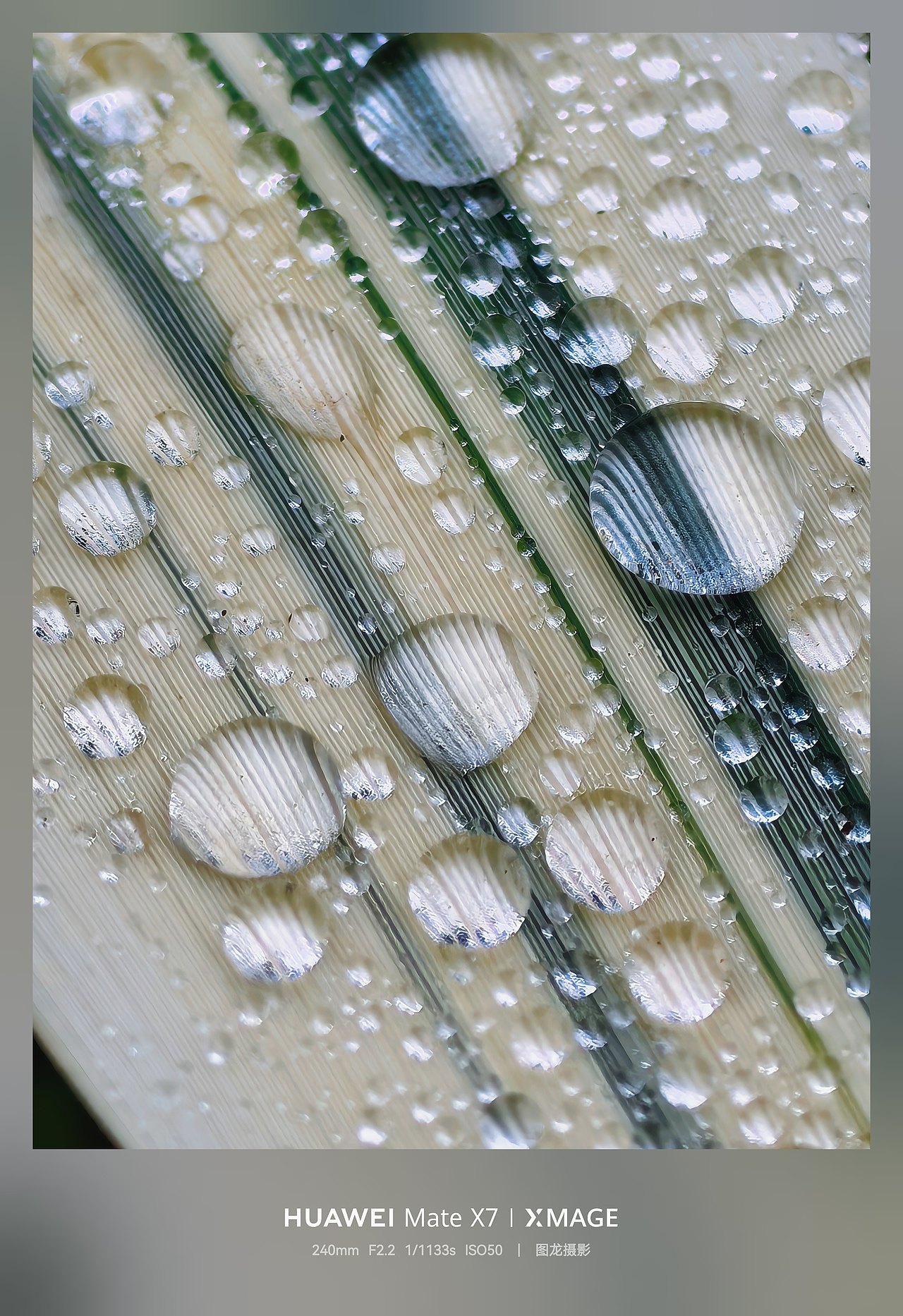 水珠为舞台，虫儿当主角，晨露微观世界揭秘（图ZNDA1MTQyNzQ4） - 其他摄影 - 站酷设计师图龙摄影原创素材 - 站酷ZCOOL