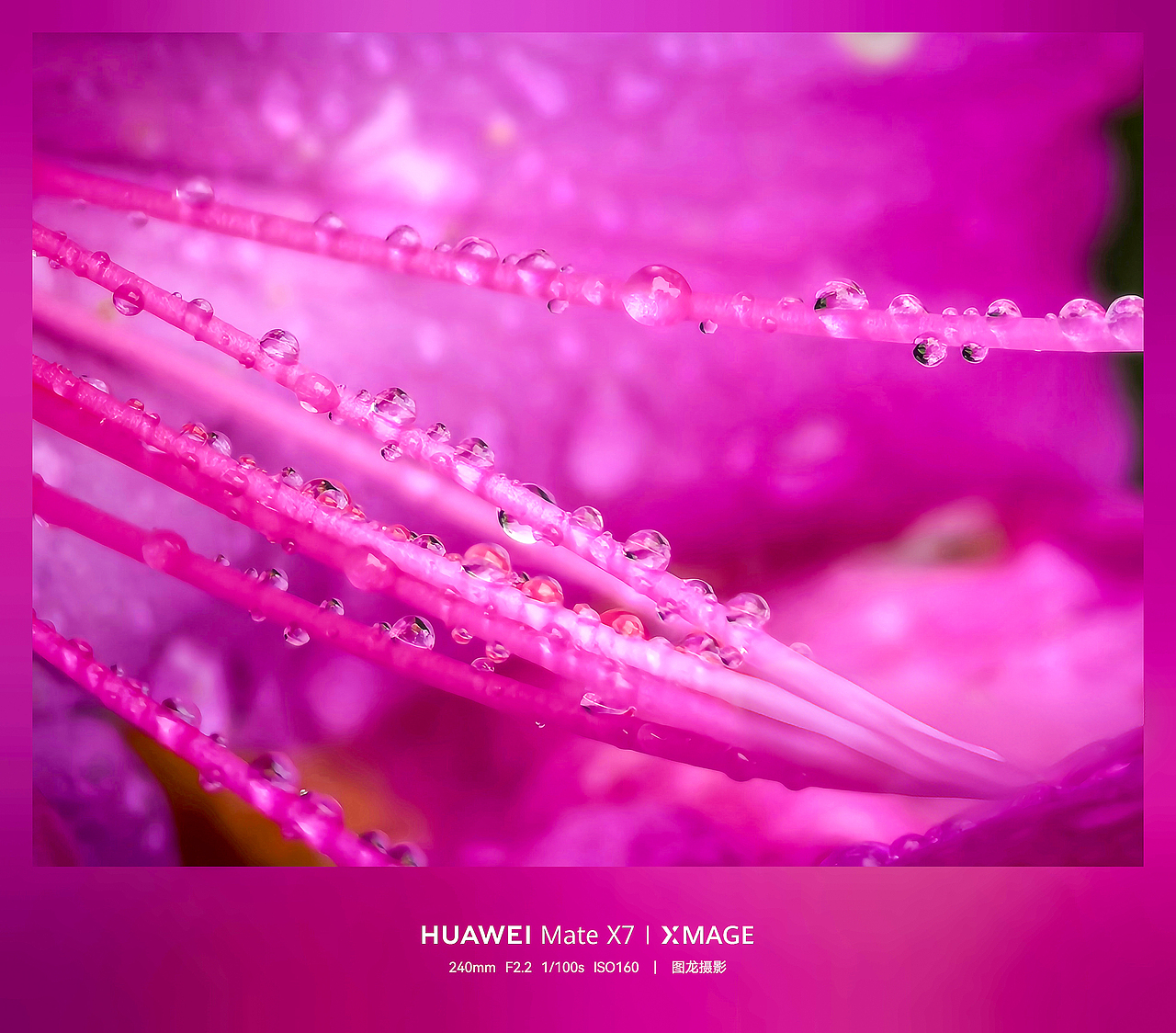 水珠为舞台，虫儿当主角，晨露微观世界揭秘（图ZNDA1MTQyNzUy） - 其他摄影 - 站酷设计师图龙摄影原创素材 - 站酷ZCOOL