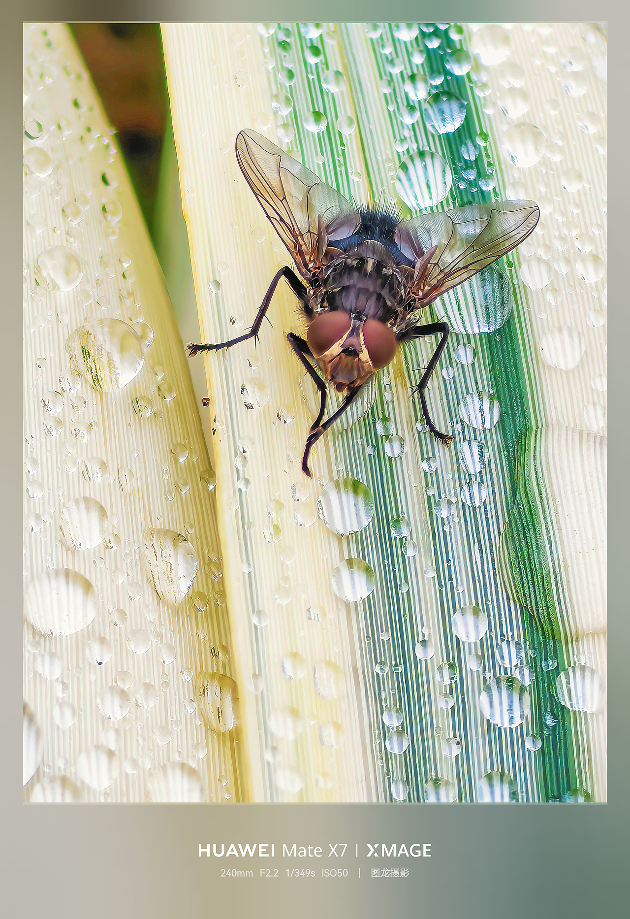 水珠为舞台，虫儿当主角，晨露微观世界揭秘（图ZNDA1MTQyNzY0） - 其他摄影 - 站酷设计师图龙摄影原创素材 - 站酷ZCOOL