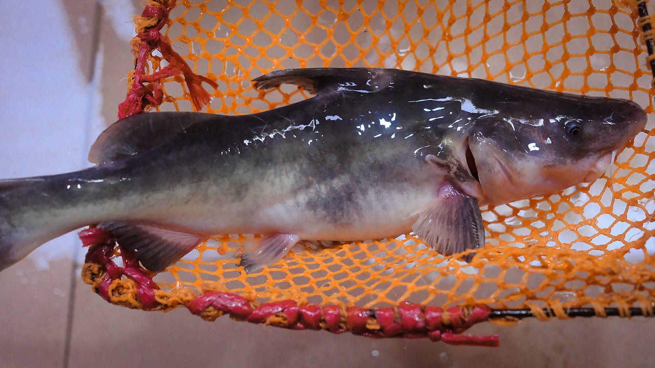 街拍成都/菜市场（图ZNDA1MTQ2NzA0） - 人文/纪实摄影 - 站酷设计师将军他爸原创素材 - 站酷ZCOOL