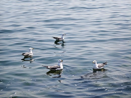 烟台海｜春日海滨的鸥鸟闲游
