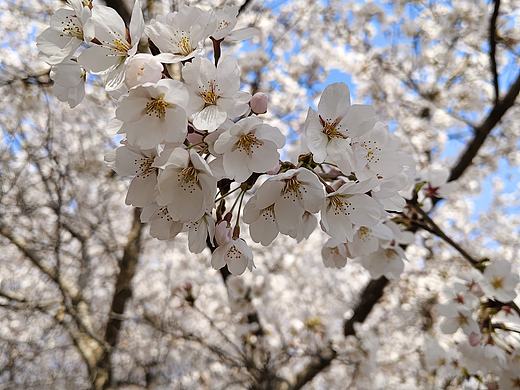 烟台春日｜染井吉野樱，赴一场春日浪漫之约