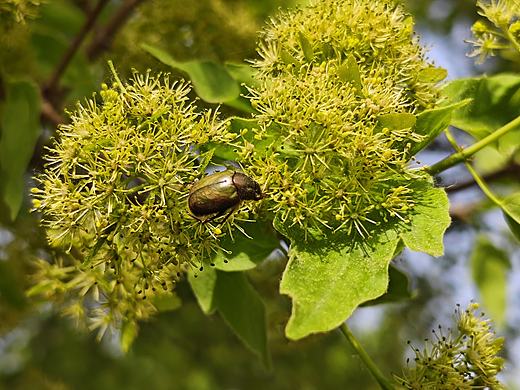 花上取食（個人主頁-ZNzM0MjIzNjg=） - 人文/紀實攝影 - 站酷設計師Z861826338原創(chuàng)素材 - 站酷ZCOOL