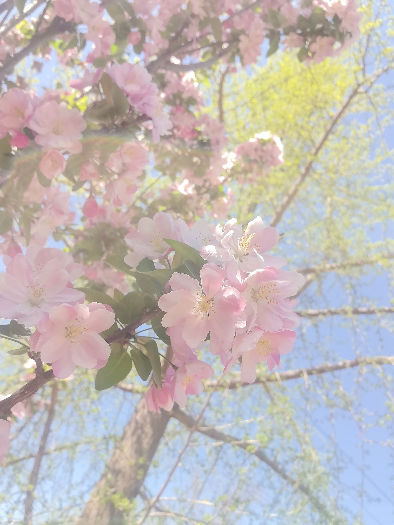 梦幻花园（图ZNDA1MTgxNjc2） - 风光摄影 - 站酷设计师油锅里跳舞的龙虾原创素材 - 站酷ZCOOL