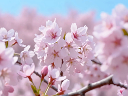視頻制作丨春日盛開的櫻花林
