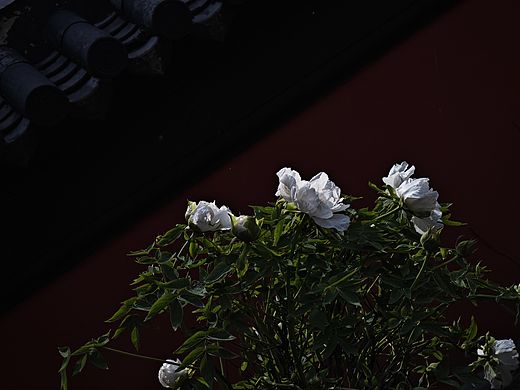 ​囚鸟： 若将花朵比作试图冲破红墙幽禁的生灵。