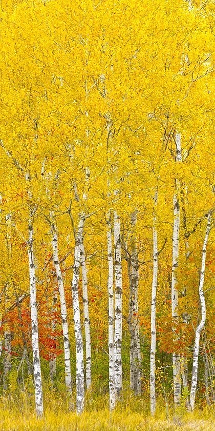 秋光流转处，山河入画来（图ZNDA1MTkyOTMy） - 风光摄影 - 站酷设计师一小迷糊一原创素材 - 站酷ZCOOL