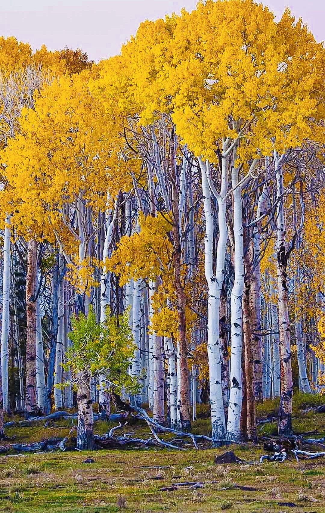 秋光流转处，山河入画来（图ZNDA1MTkyOTUy） - 风光摄影 - 站酷设计师一小迷糊一原创素材 - 站酷ZCOOL