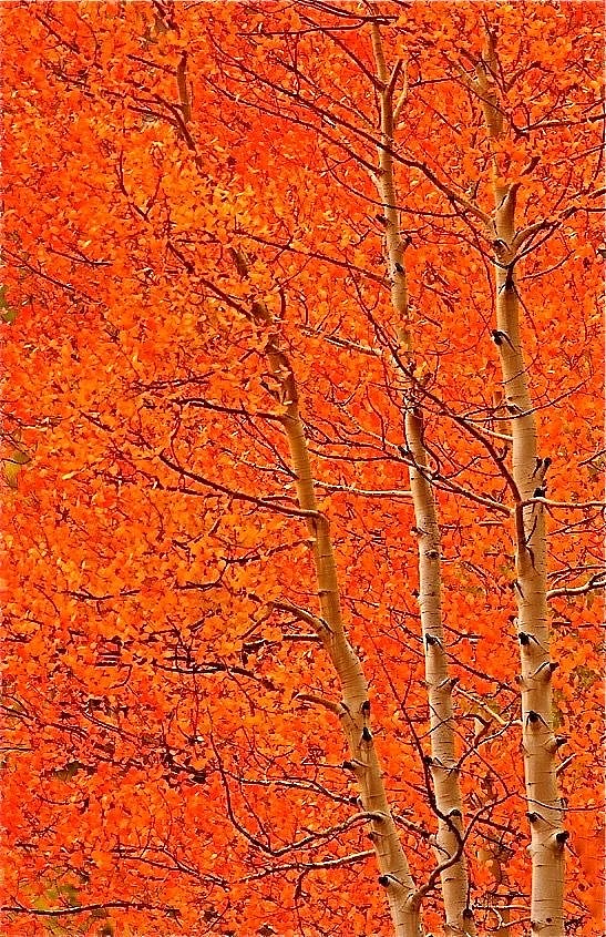 秋光流转处，山河入画来（图ZNDA1MTkyOTY0） - 风光摄影 - 站酷设计师一小迷糊一原创素材 - 站酷ZCOOL