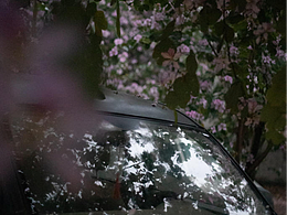 水霧·紫荊花4