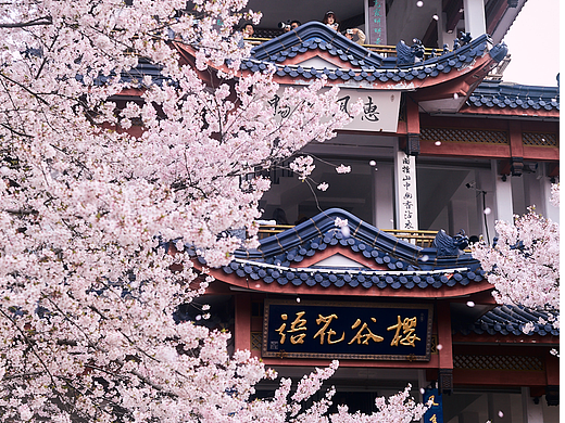 无锡鼋头渚·樱花