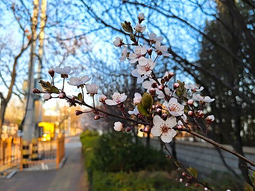 黄金时刻的春日花枝