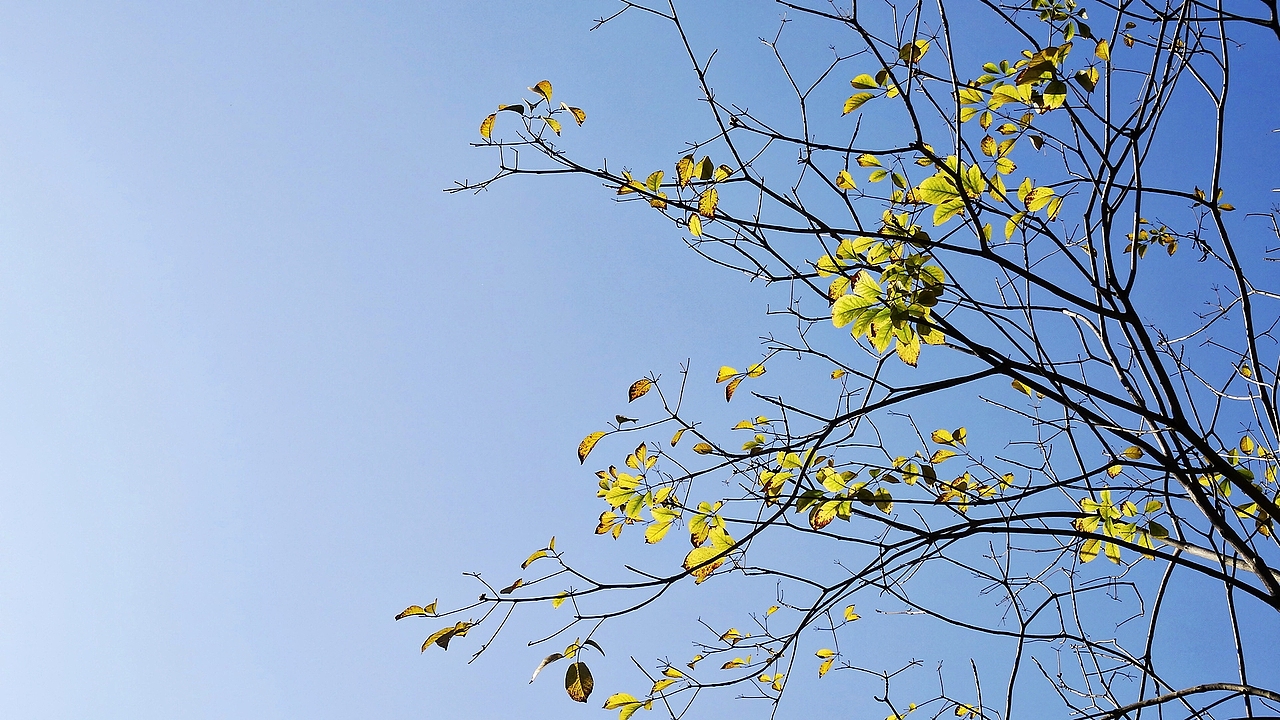 《身边的秋：枝叶与根脉》（图ZNDA1MjUwNjUy） - 风光摄影 - 站酷设计师Shine0601原创素材 - 站酷ZCOOL