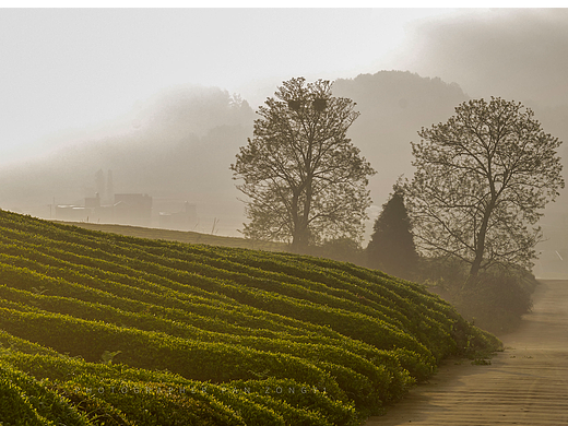 贵州西秀十二茅坡茶海风光
