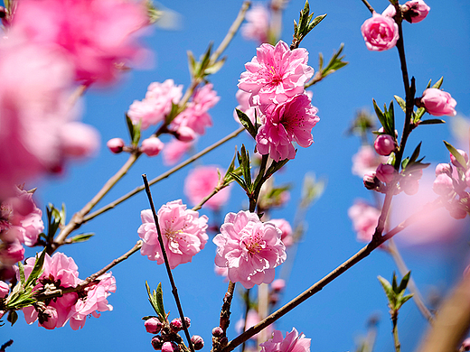 粉紫色的春日浪漫