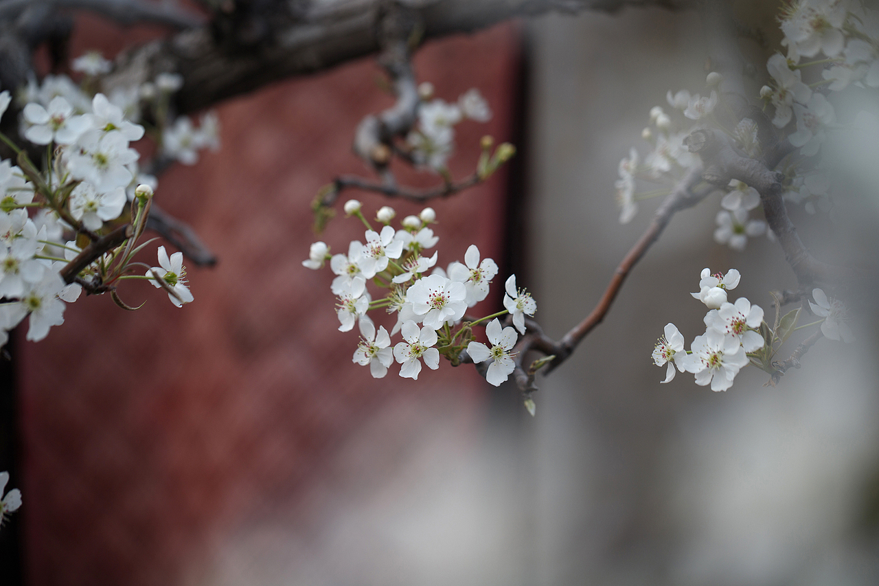 梨园老屋（图ZNDA1Mjc3NDAw） - 其他摄影 - 站酷设计师pear1103原创素材 - 站酷ZCOOL