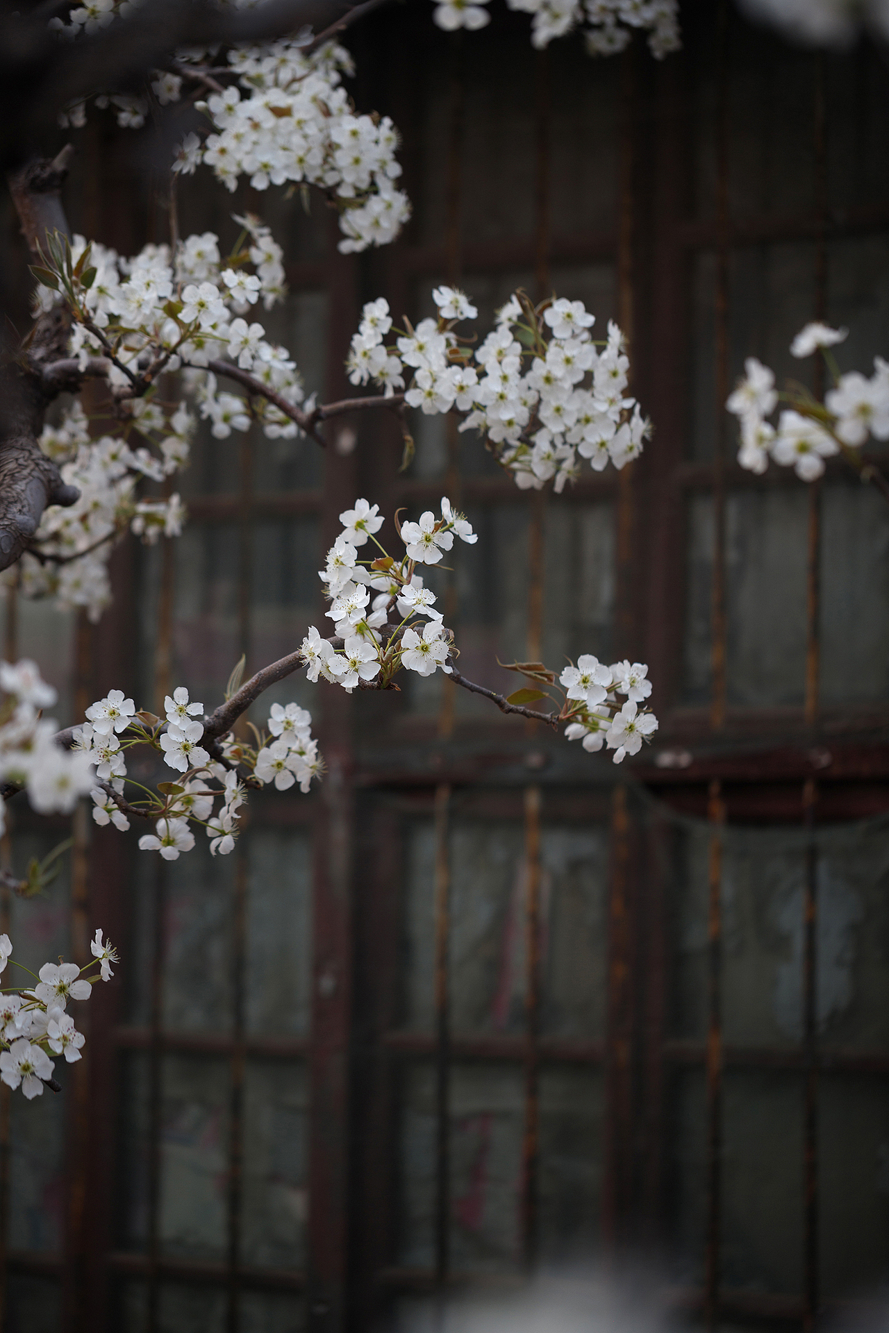 梨园老屋（图ZNDA1Mjc3NDI0） - 其他摄影 - 站酷设计师pear1103原创素材 - 站酷ZCOOL