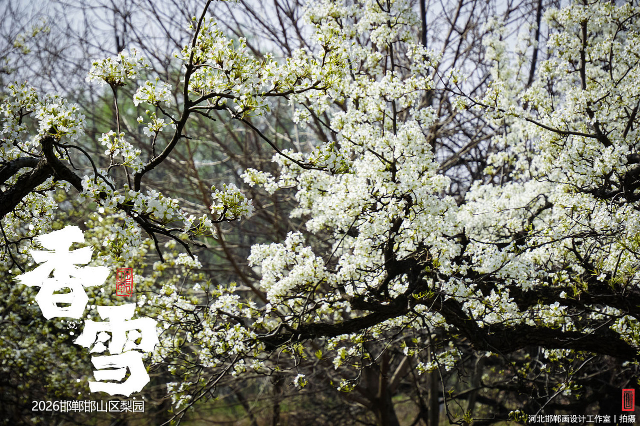 香雪（图ZNDA1MjkyNDc2） - 人文/纪实摄影 - 站酷设计师画设计原创素材 - 站酷ZCOOL