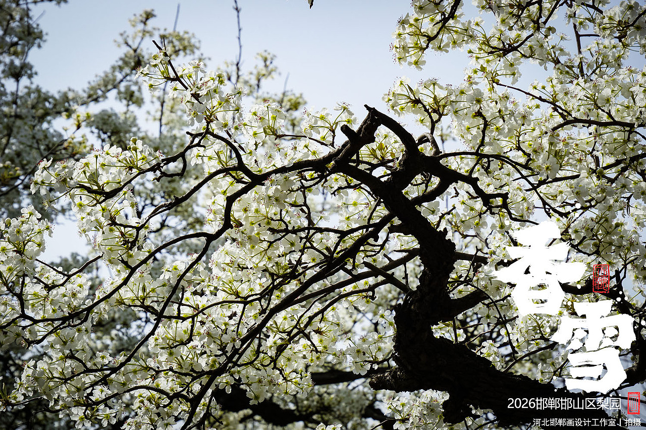 香雪（图ZNDA1MjkyNDg0） - 人文/纪实摄影 - 站酷设计师画设计原创素材 - 站酷ZCOOL
